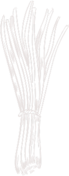 Asparagus